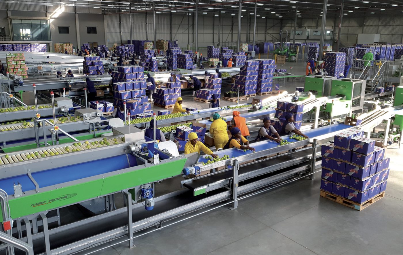 Workers on a fruit-packing line inside a large supplier warehouse, with stacked cartons ready for dispatch